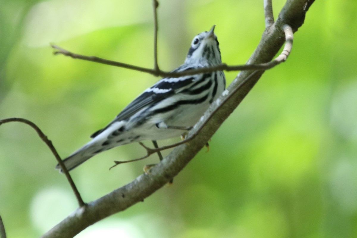 Black-and-white Warbler - Jeffrey Blalock