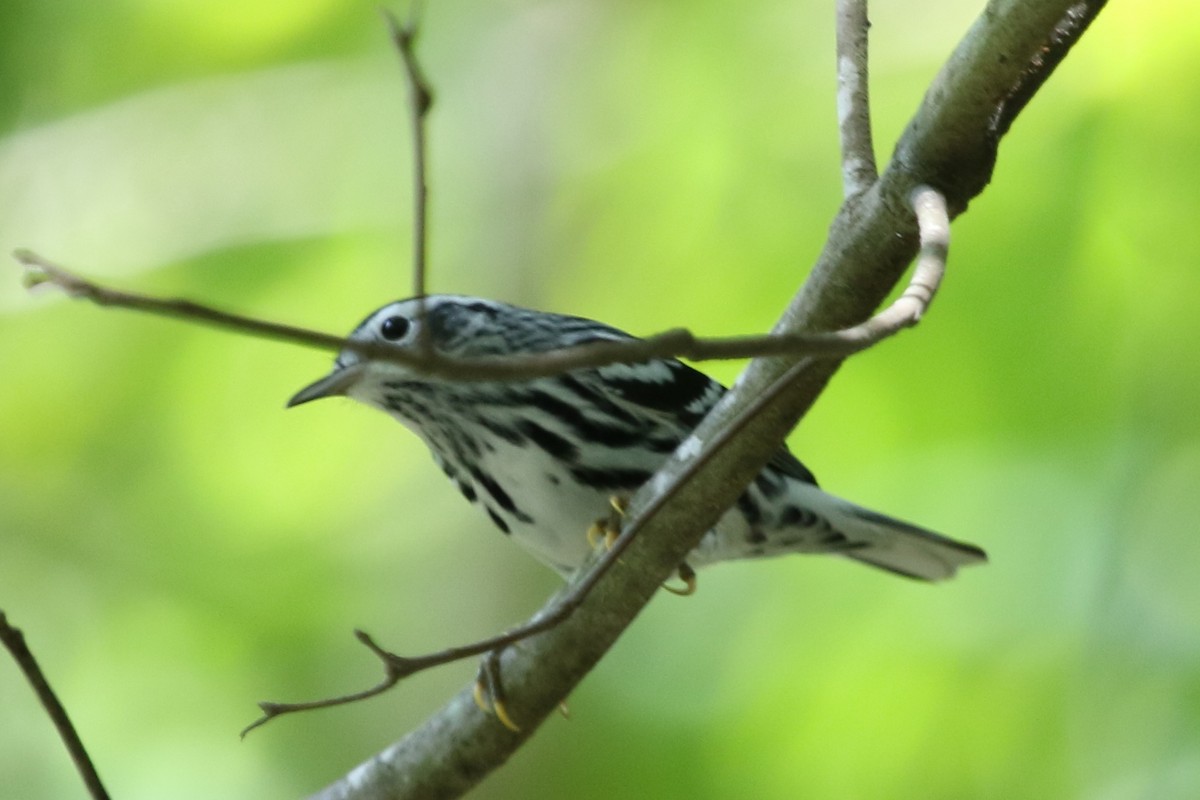 Black-and-white Warbler - ML611541689