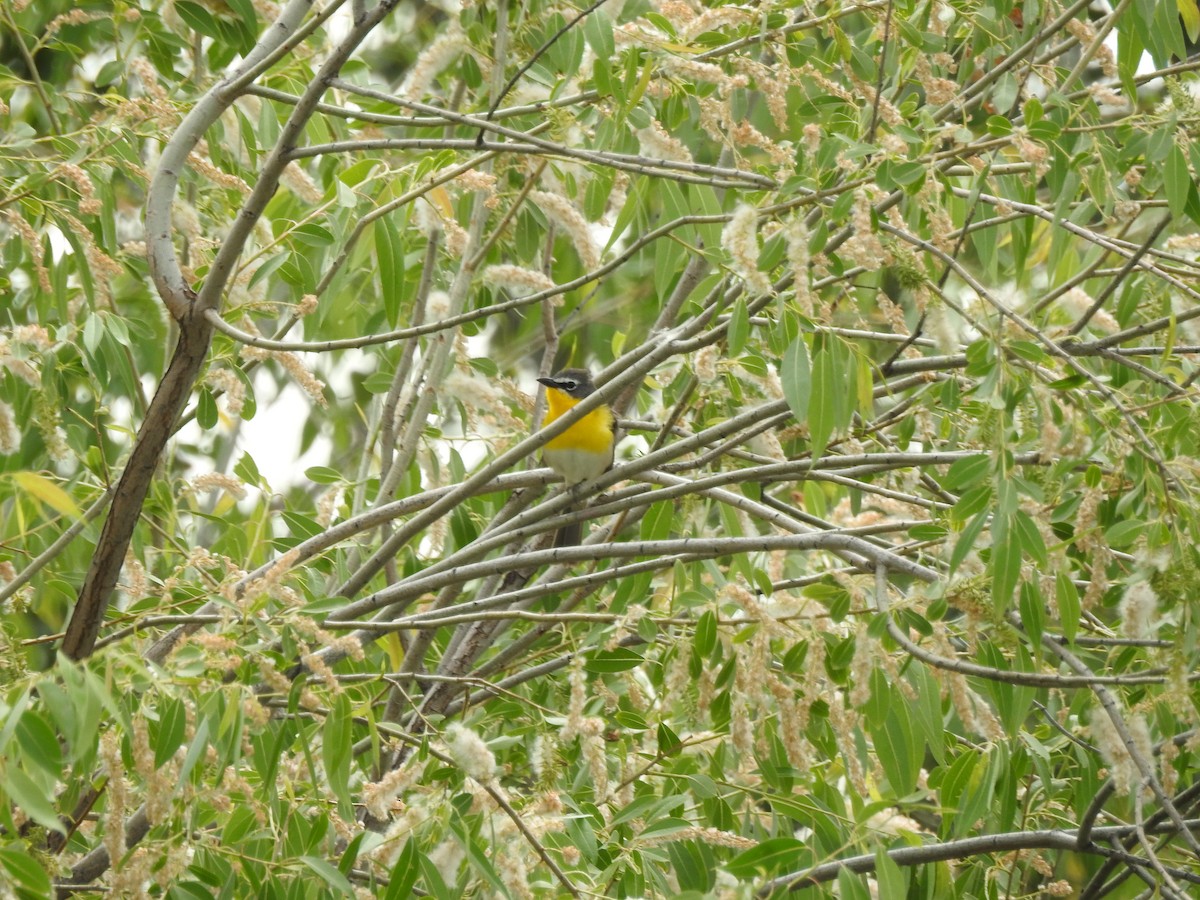 Yellow-breasted Chat - Mary Rumple