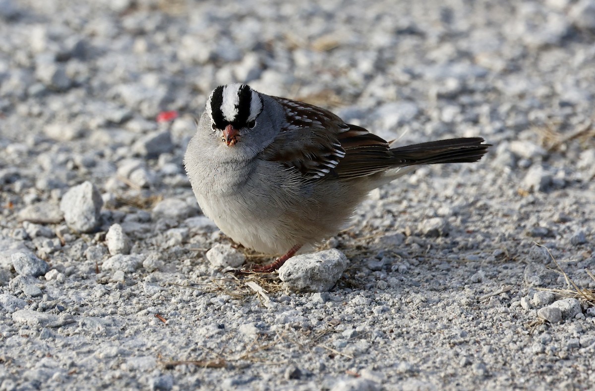 White-crowned Sparrow - ML611541734