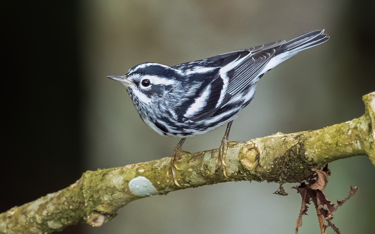 Black-and-white Warbler - ML611541869