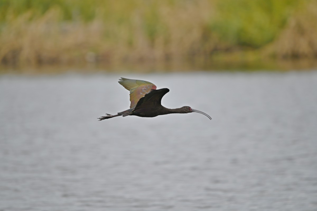 White-faced Ibis - ML611542499