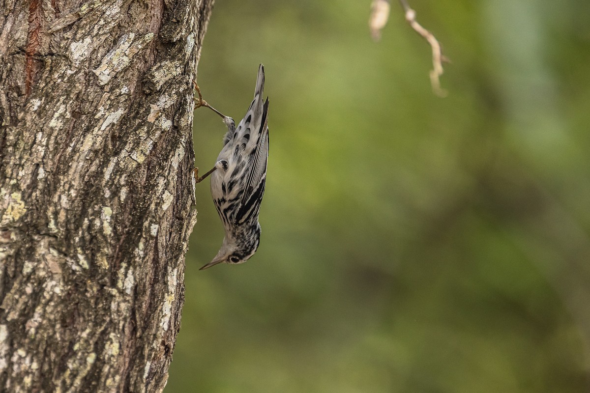 Black-and-white Warbler - ML611542598