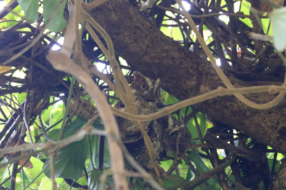 Sulawesi Scops-Owl - ML611542721