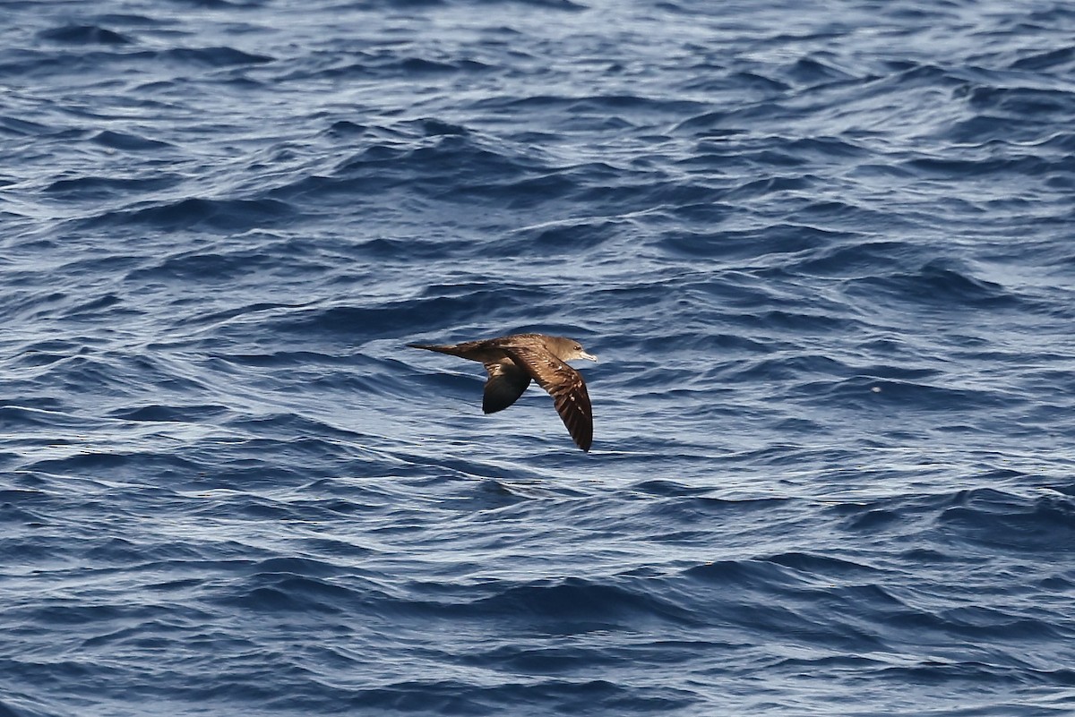 Wedge-tailed Shearwater - Mike Sylvia
