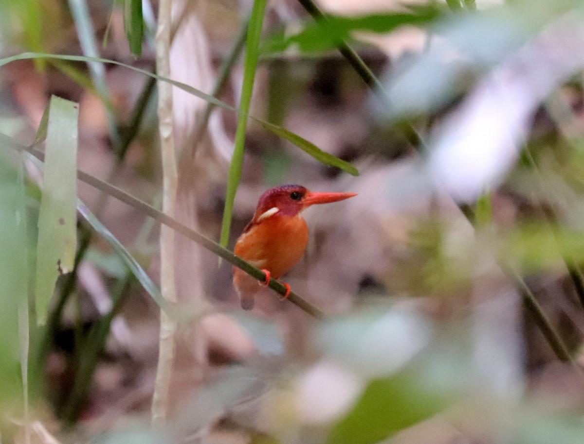 Sulawesi Dwarf-Kingfisher - Joelle Finley
