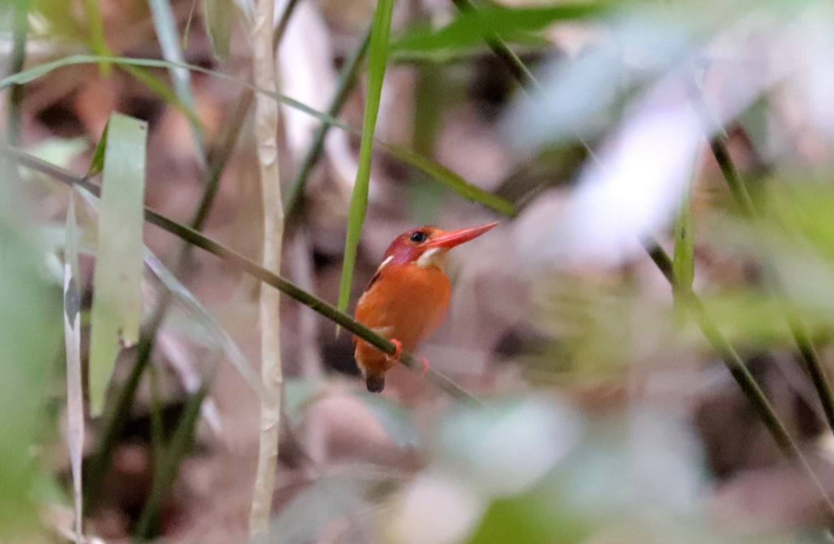 Sulawesi Dwarf-Kingfisher - ML611542833