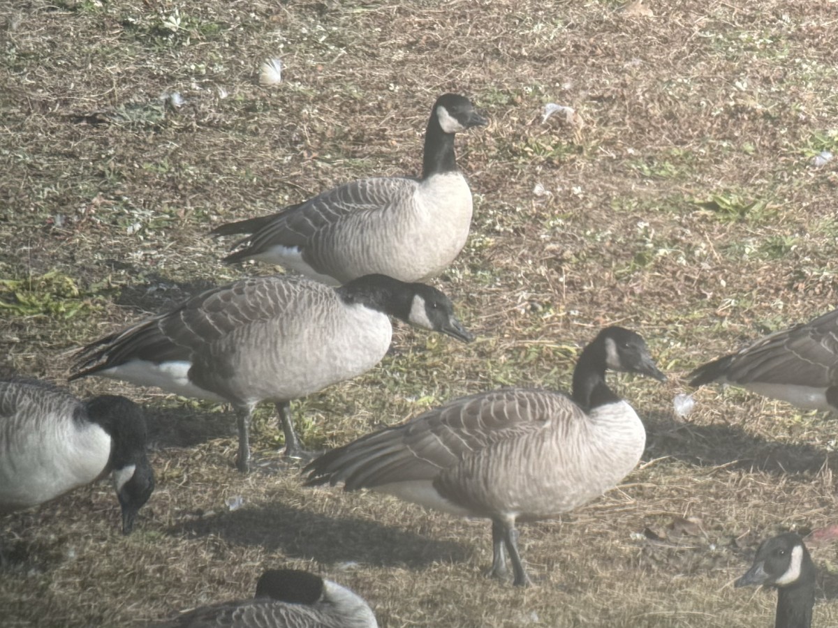 eBird Checklist - 25 Nov 2023 - Walpole Recycling Center pond (limited ...