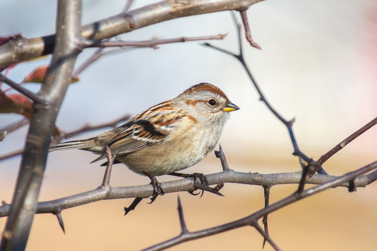 American Tree Sparrow - ML611544234