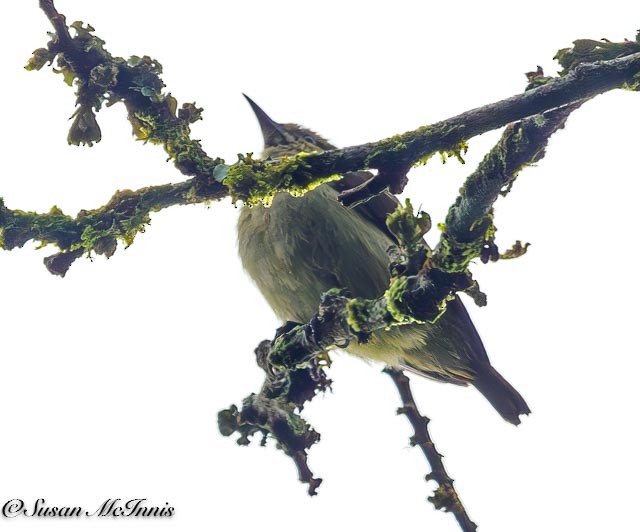 Little Green Sunbird - ML611544604