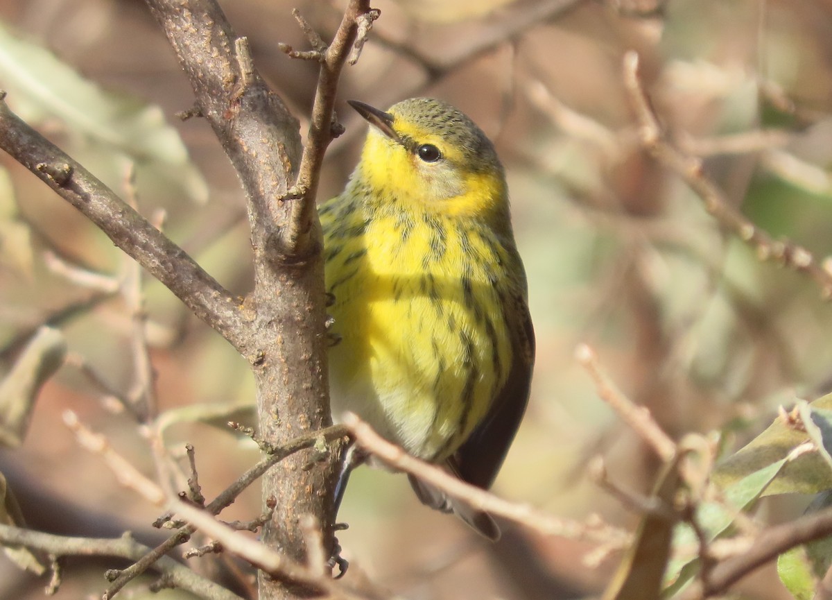 Cape May Warbler - ML611544716