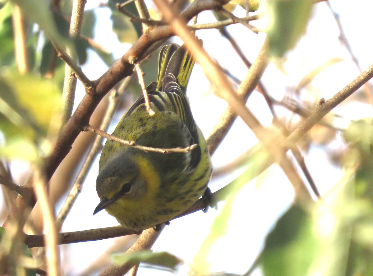 Cape May Warbler - ML611544717
