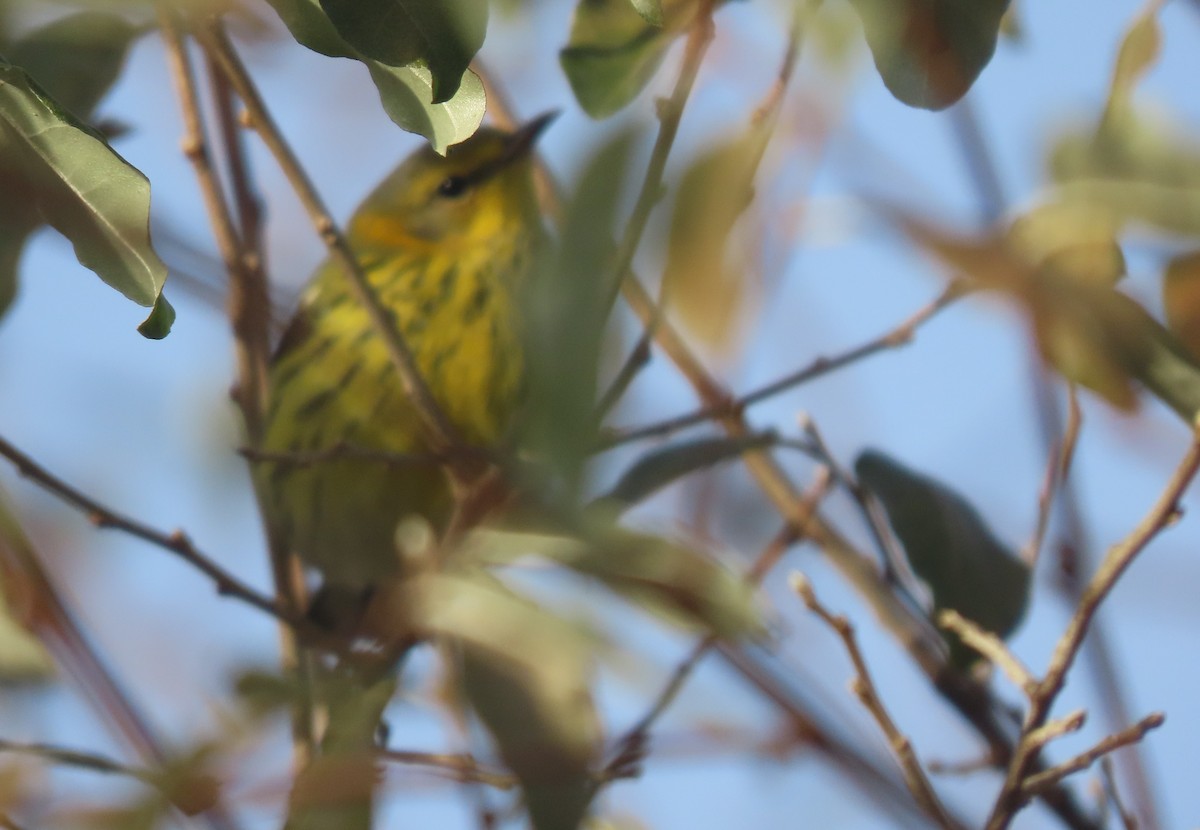 Cape May Warbler - ML611544719