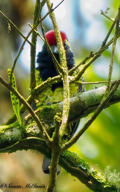 Yellow-spotted Barbet - ML611545579