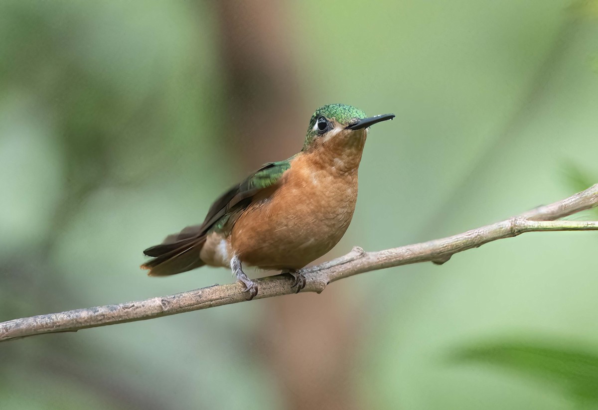 kolibřík brazilský - ML611545977