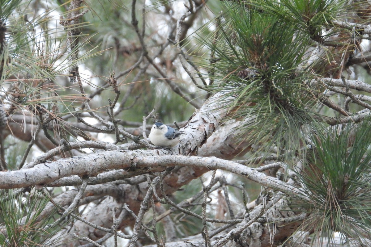 White-breasted Nuthatch - ML611546129