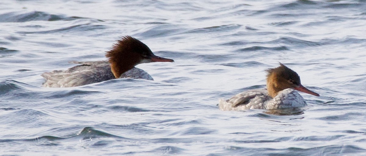 Common/Red-breasted Merganser - Michael Yellin