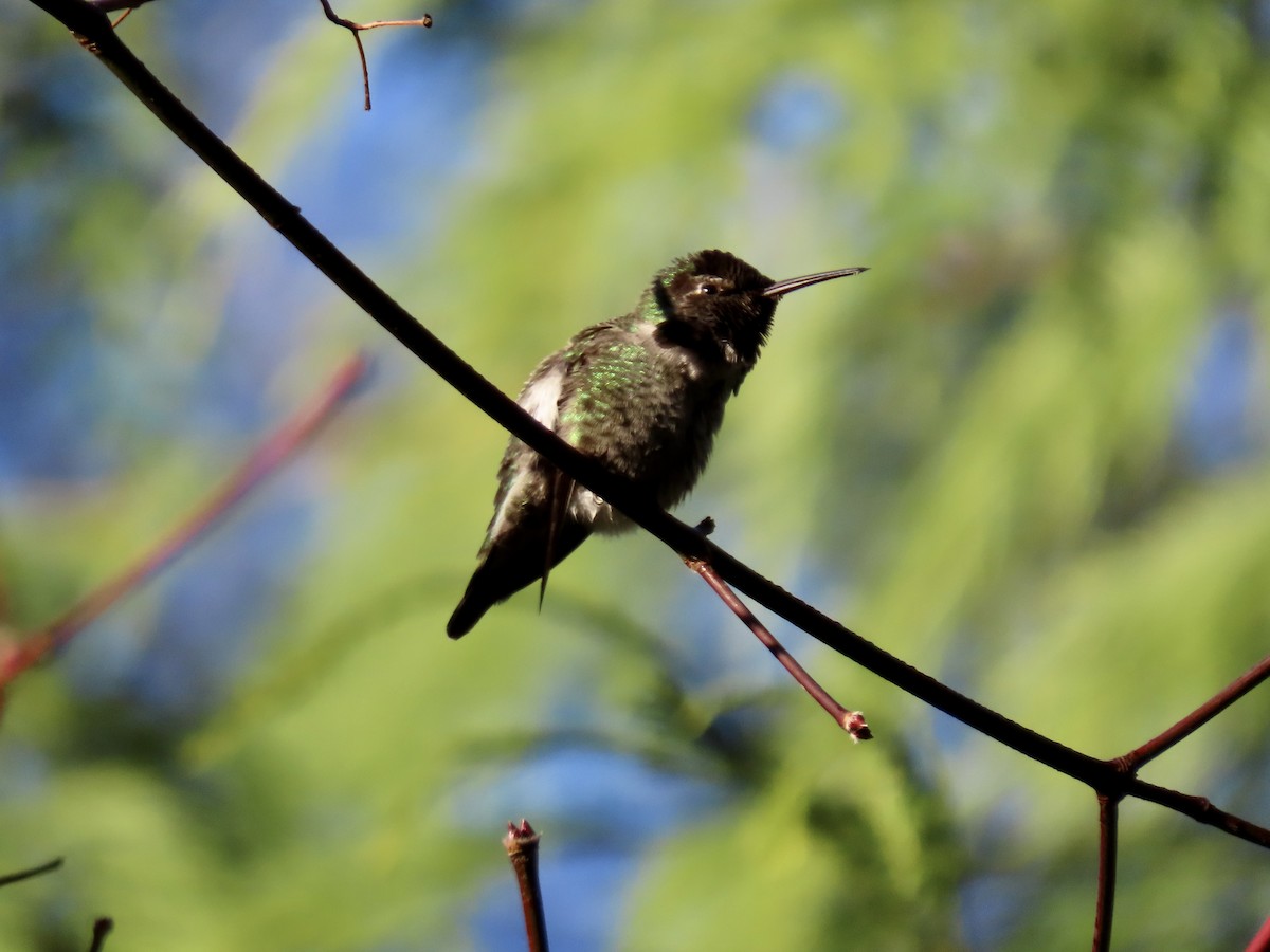 Anna's Hummingbird - ML611546626