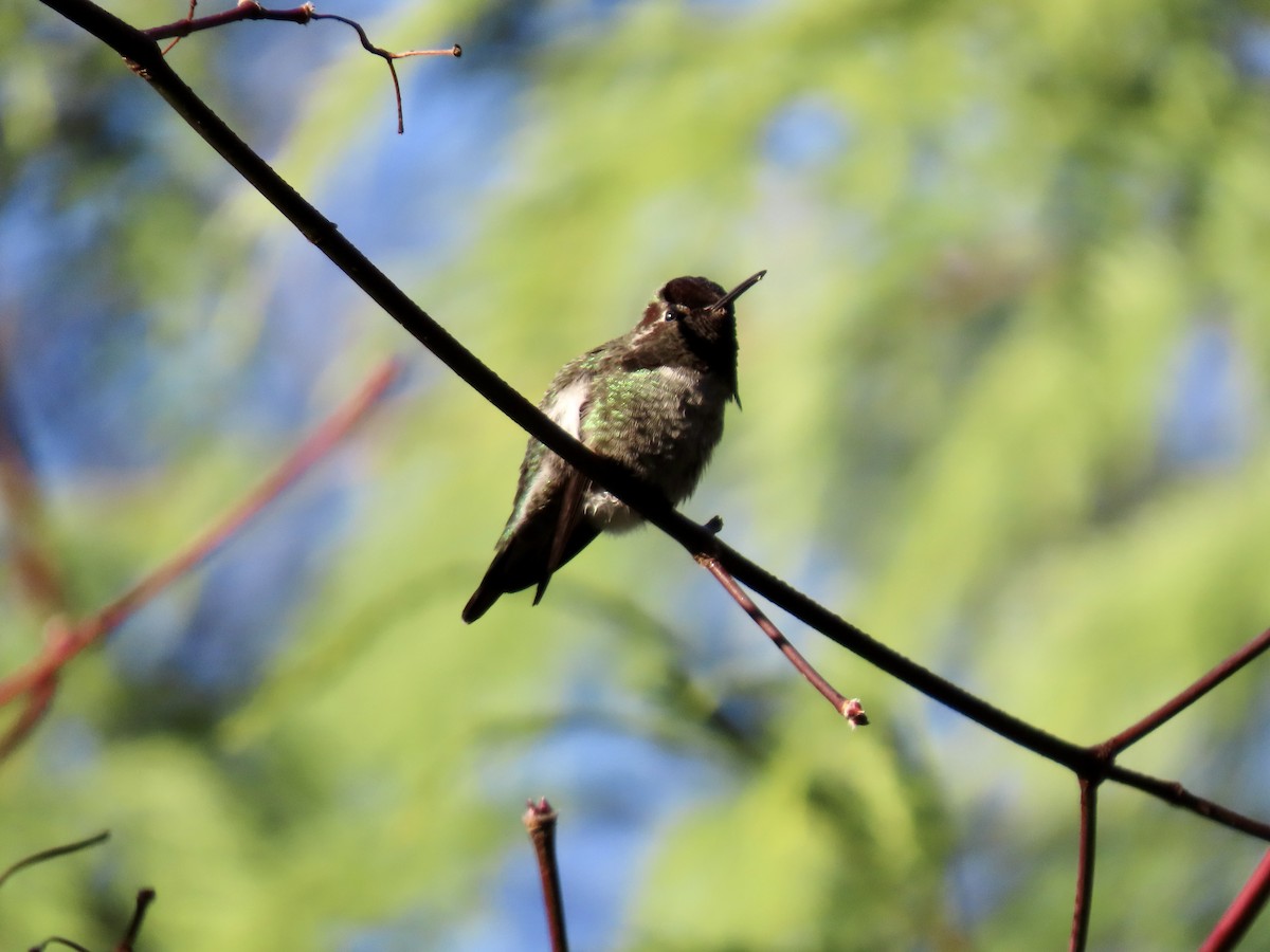 Anna's Hummingbird - ML611546627