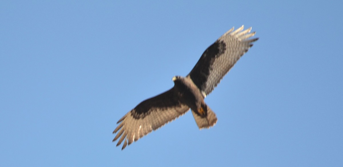 Zone-tailed Hawk - ML611546890