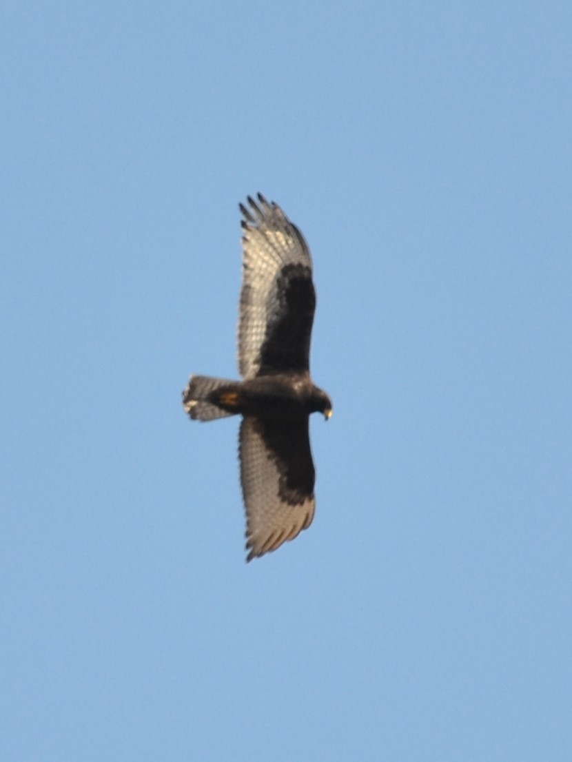 Zone-tailed Hawk - ML611546891