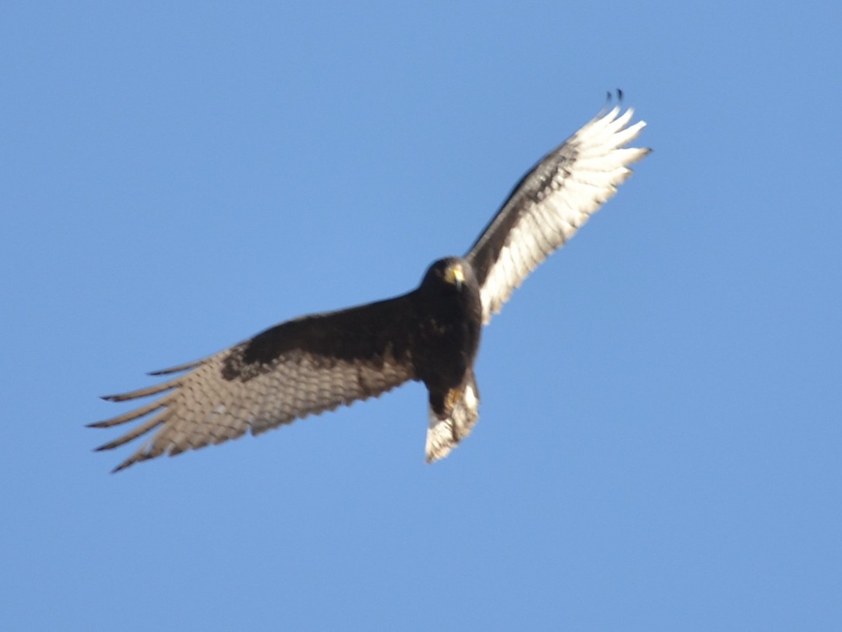 Zone-tailed Hawk - ML611546892