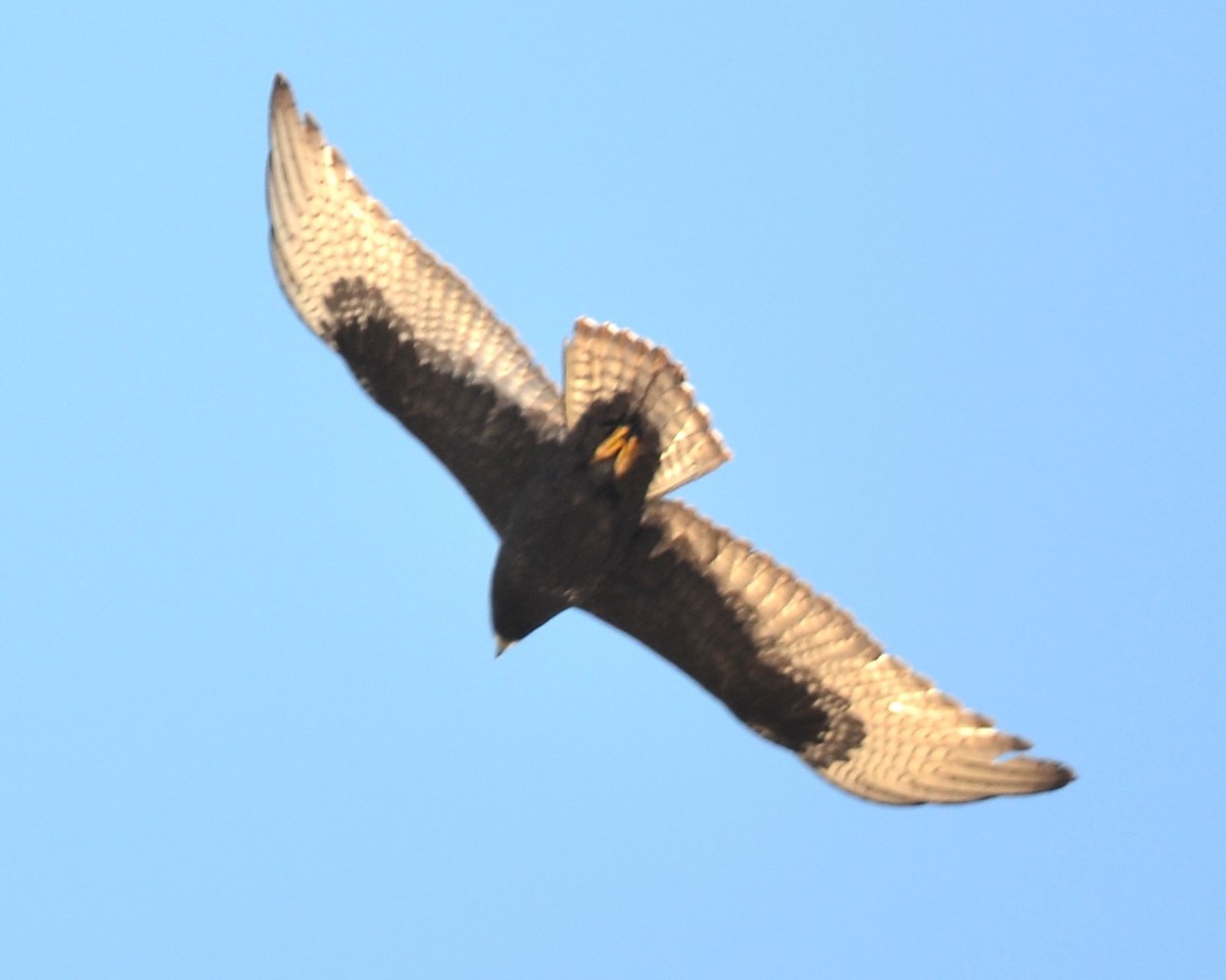 Zone-tailed Hawk - ML611546893