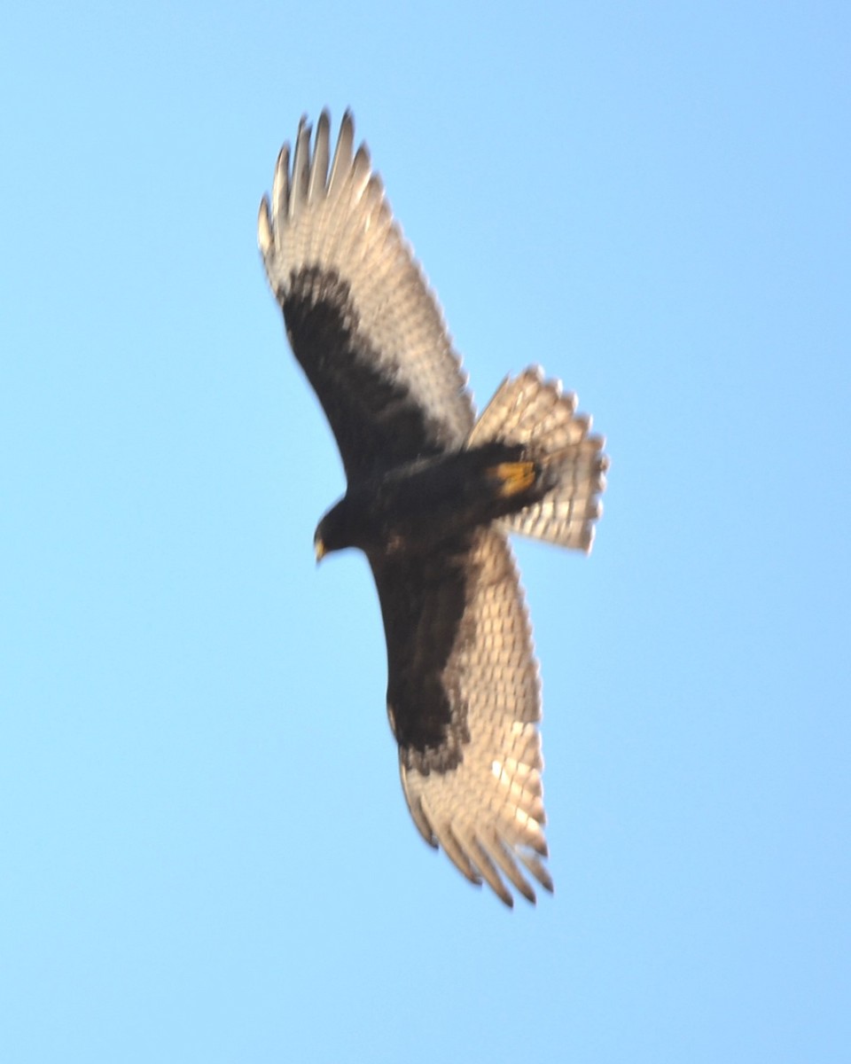 Zone-tailed Hawk - Will Davis