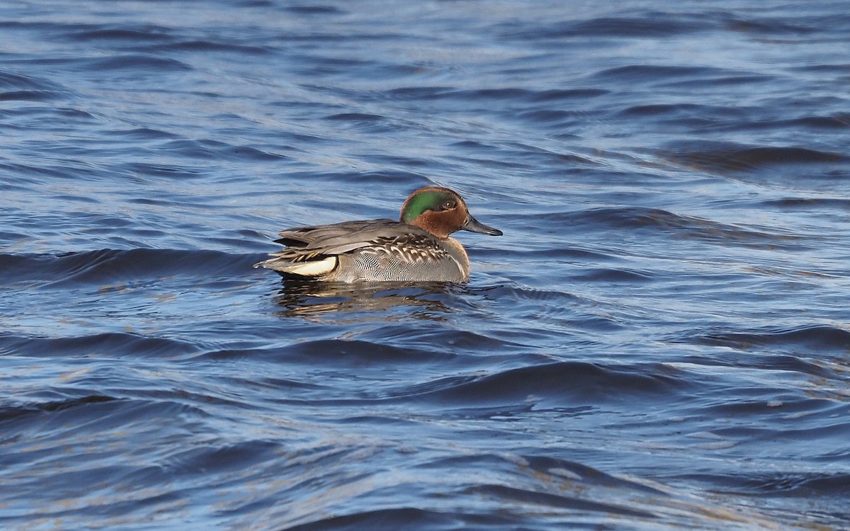 Green-winged Teal - ML611546896