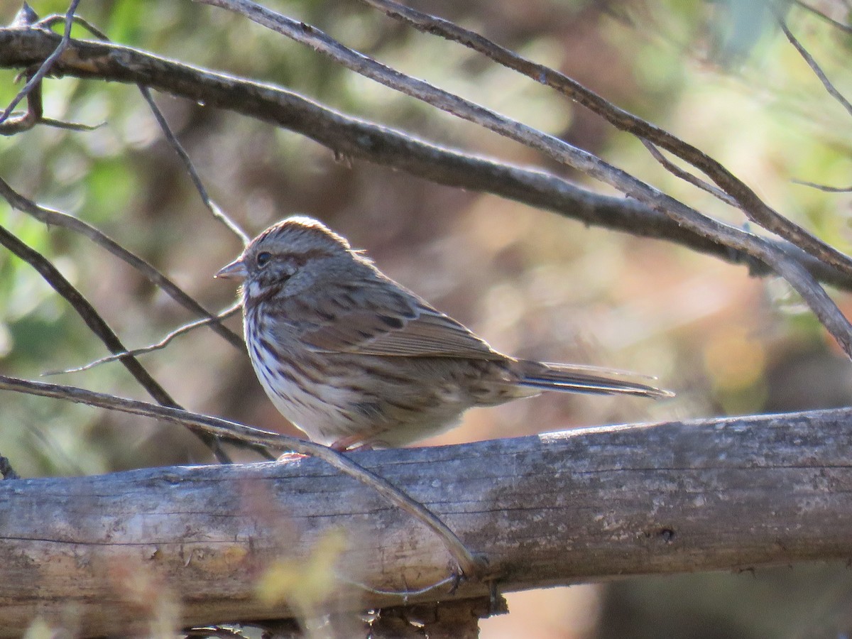 Song Sparrow (montana/merrilli) - ML611547018