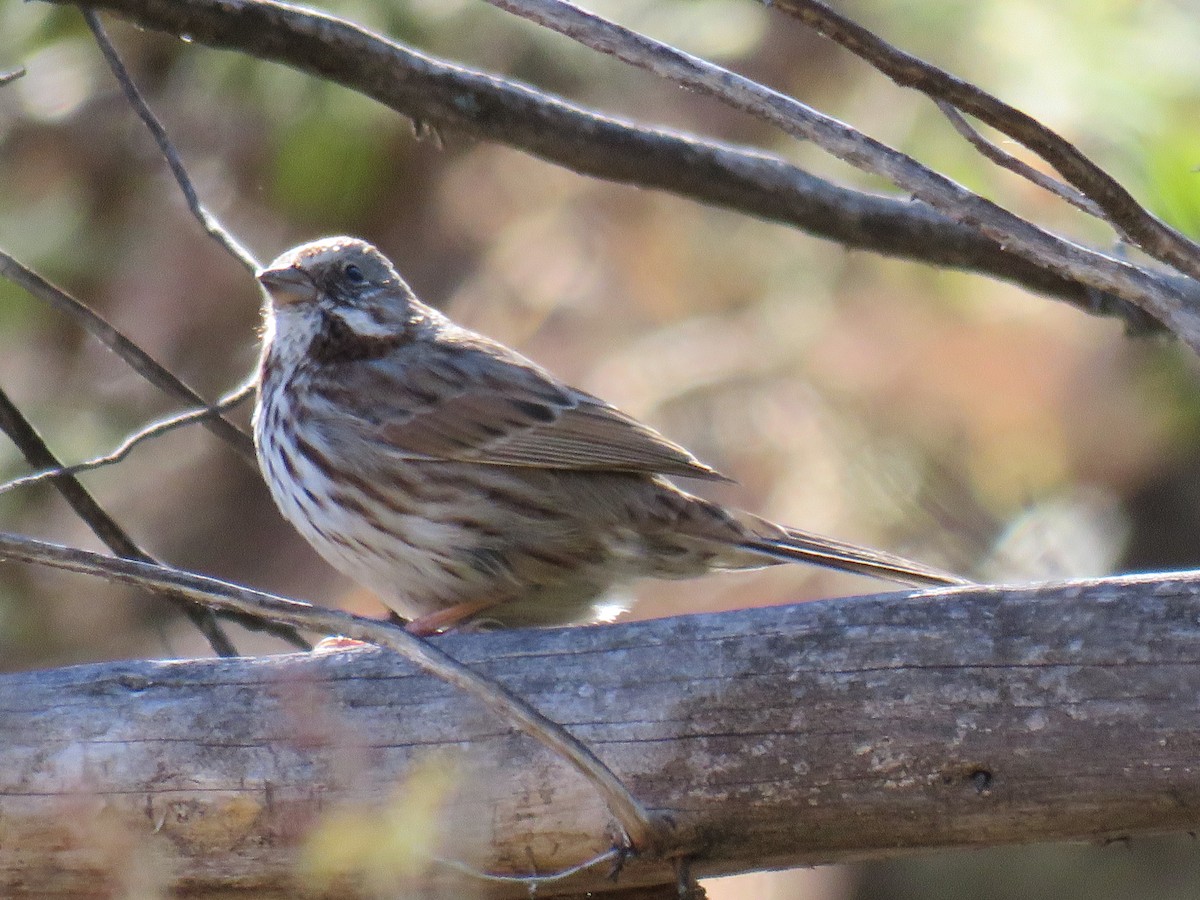 Song Sparrow (montana/merrilli) - ML611547022