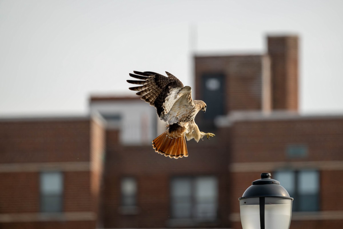Red-tailed Hawk - Dominic Ricci