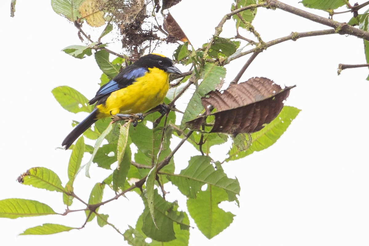 Blue-winged Mountain Tanager - ML611547276