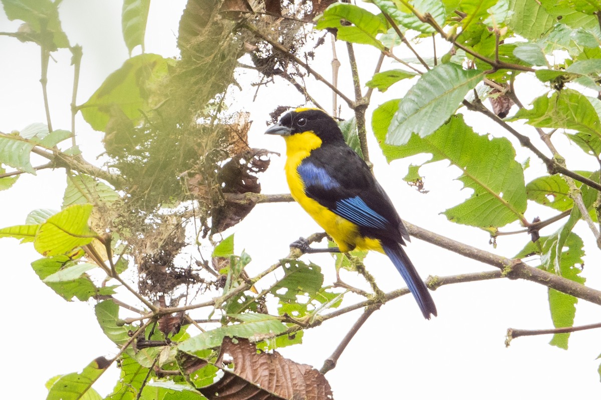 Blue-winged Mountain Tanager - ML611547277