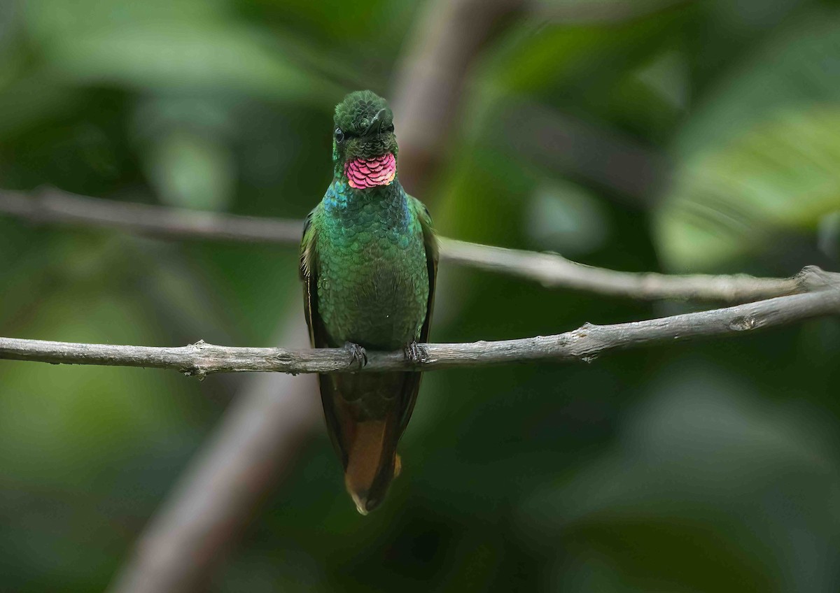 kolibřík brazilský - ML611547359