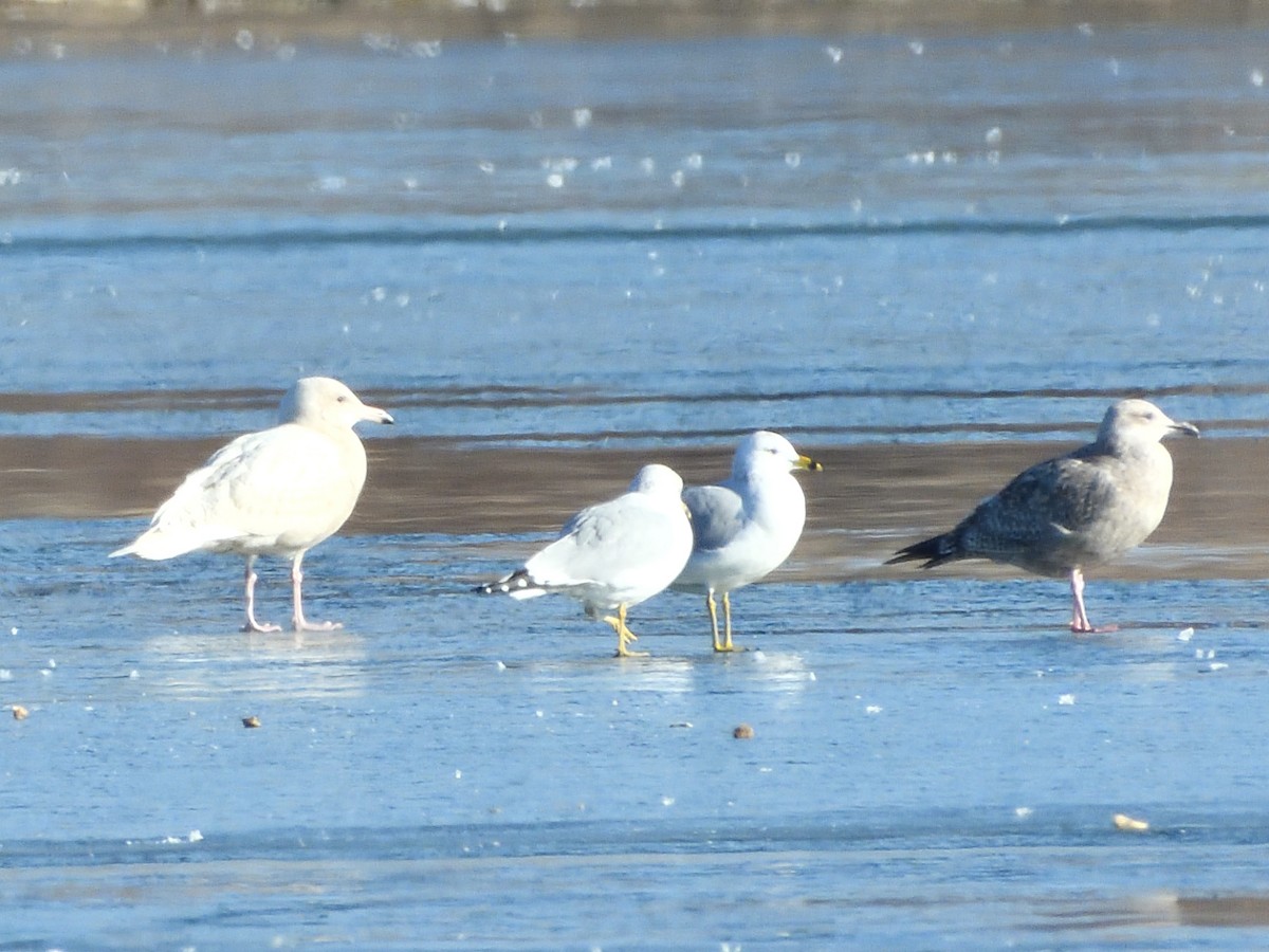 Ebird Checklist - 25 Nov 2023 - Helena Valley Regulating Reservoir - 24 