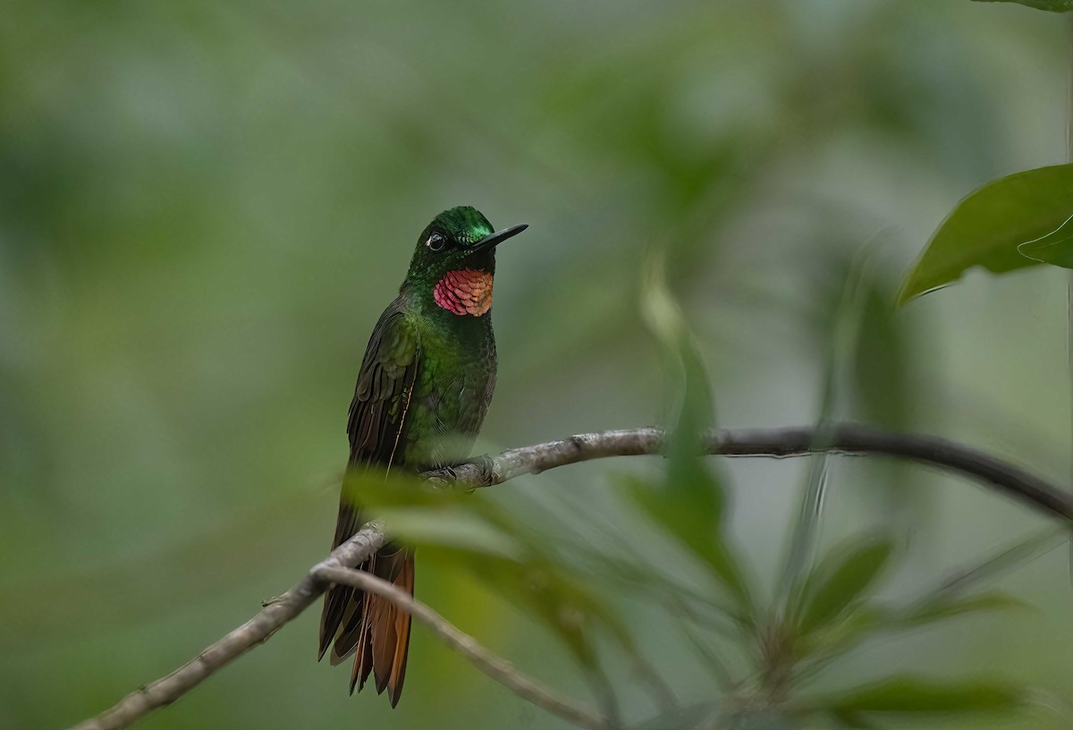 kolibřík brazilský - ML611548065