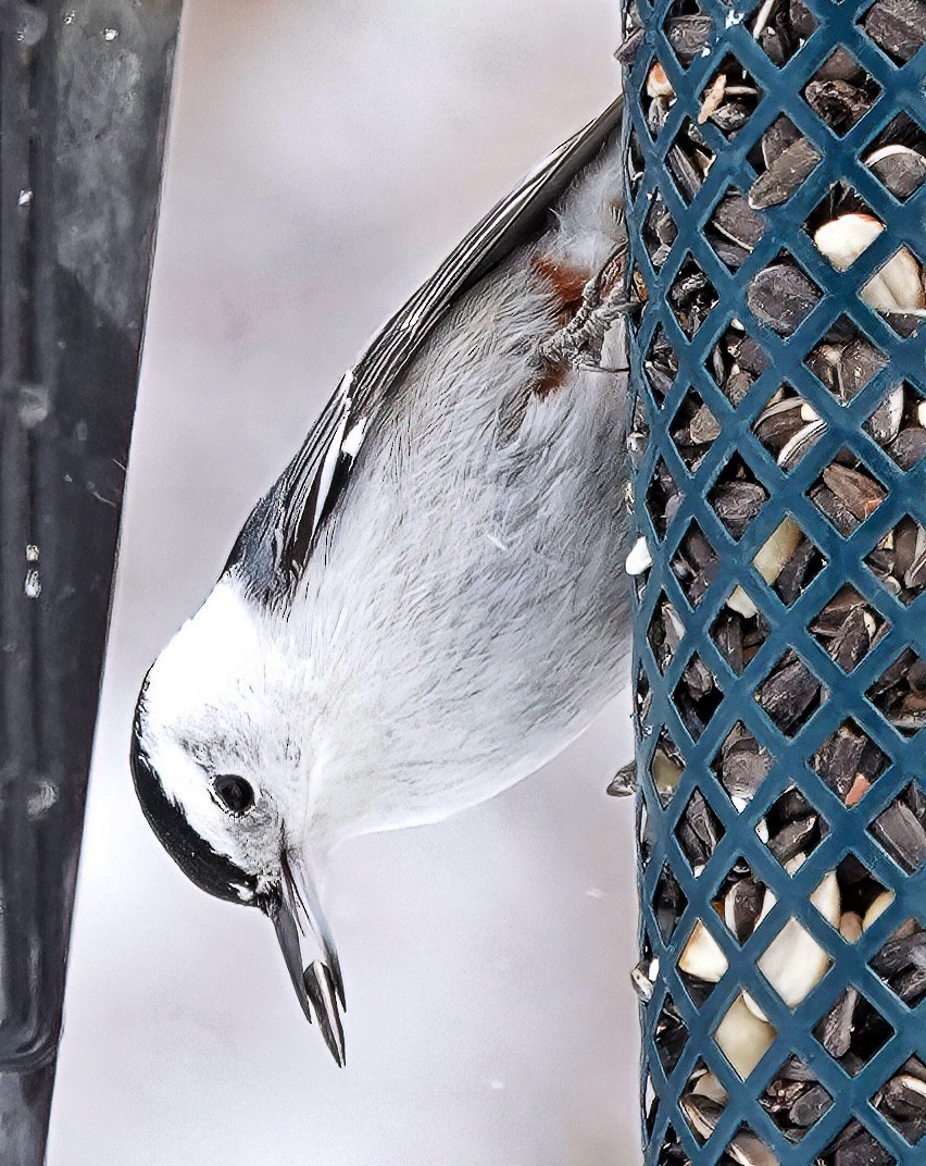 White-breasted Nuthatch - ML611548422