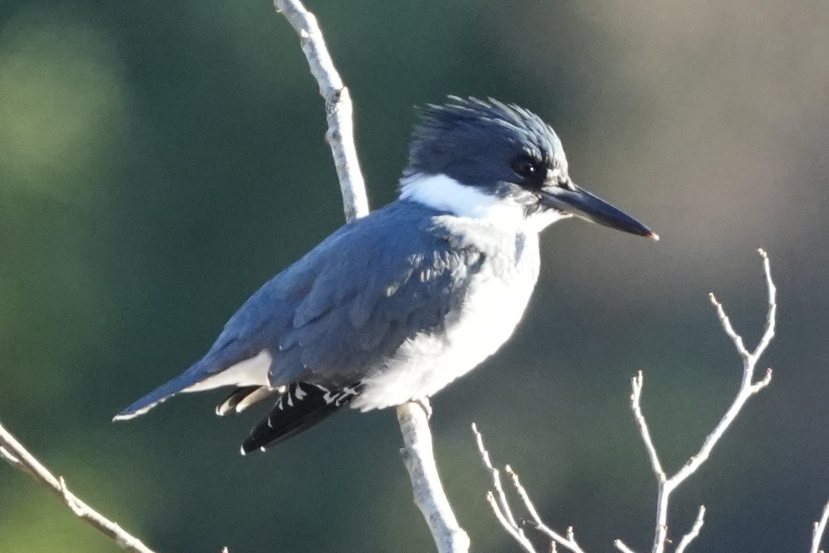 Belted Kingfisher - ML611548537