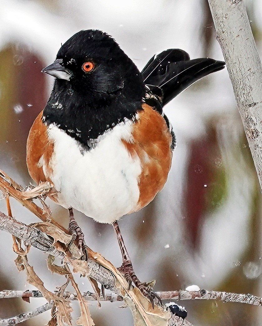 Spotted Towhee - ML611548662
