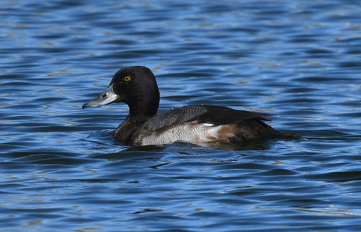 Greater Scaup - ML611549040