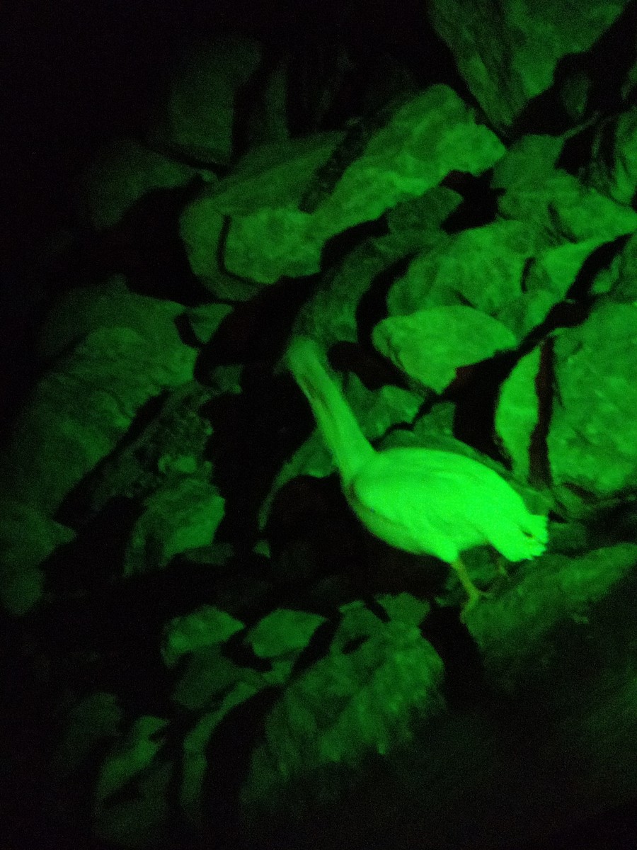 Пелікан рогодзьобий - ML611549085