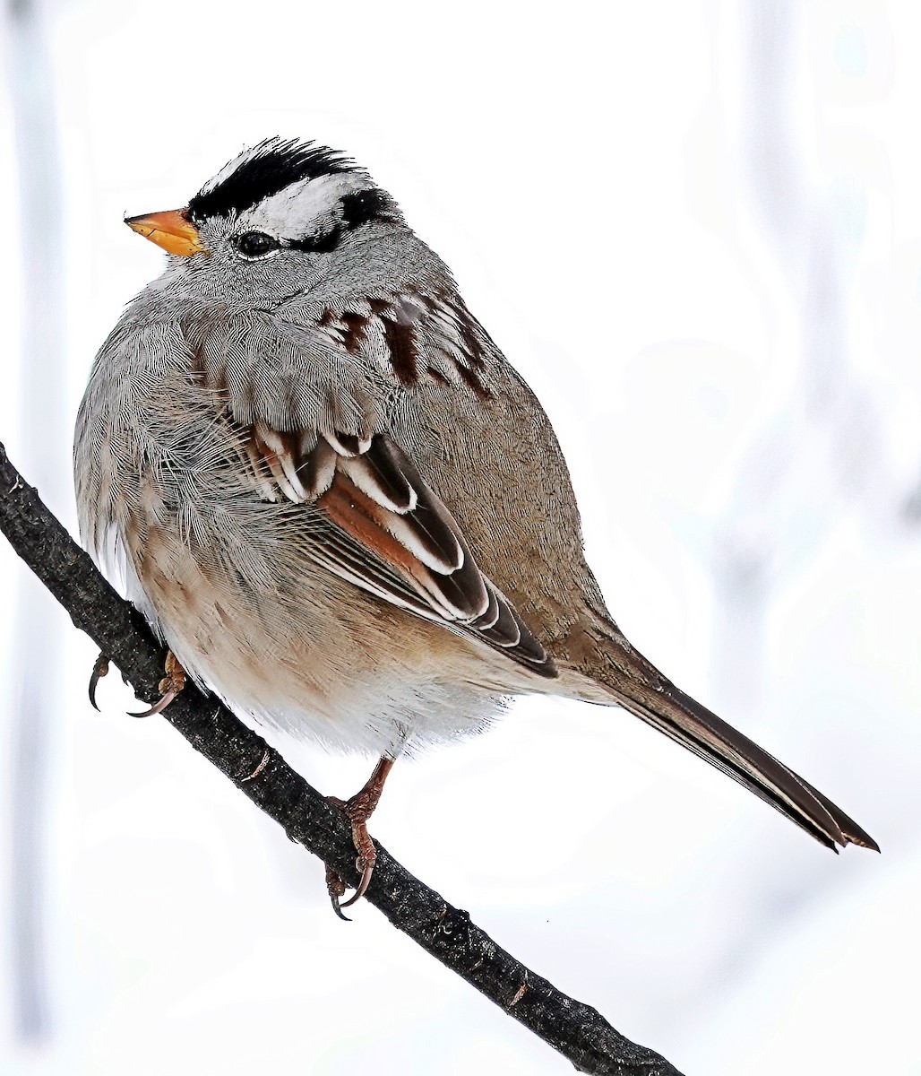 White-crowned Sparrow - ML611549131