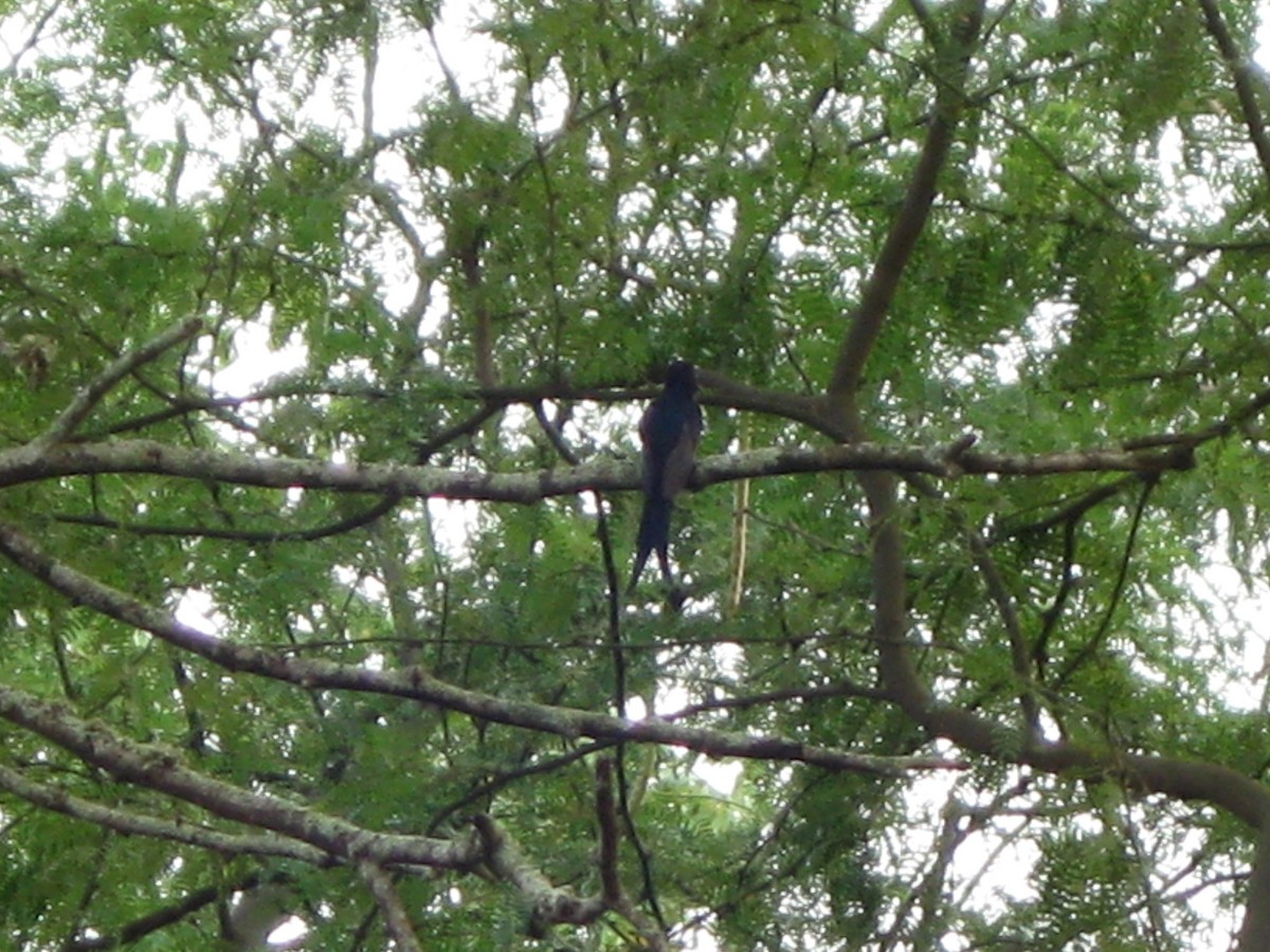 Swallow-tailed Hummingbird - ML611549176