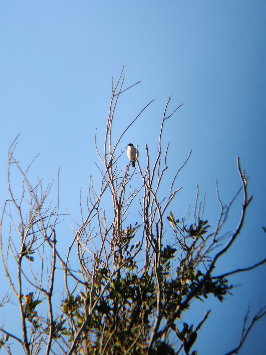 Loggerhead Shrike - ML611549572