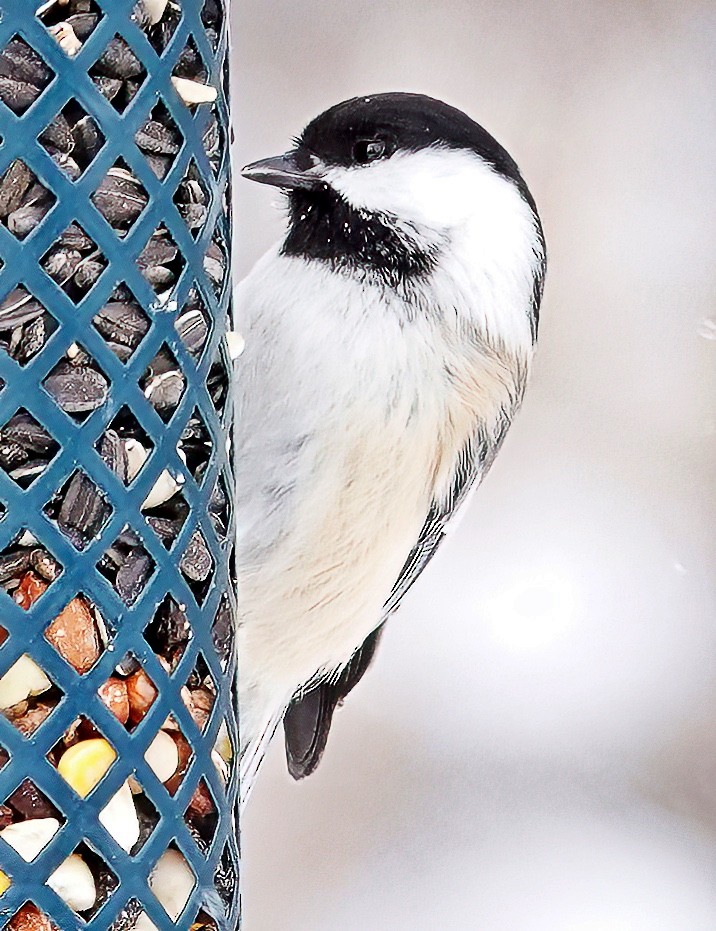 Black-capped Chickadee - ML611549729