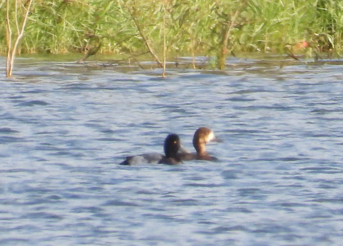 Greater Scaup - ML611549740