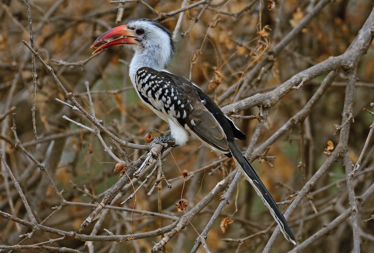 Northern Red-billed Hornbill - Ad Konings