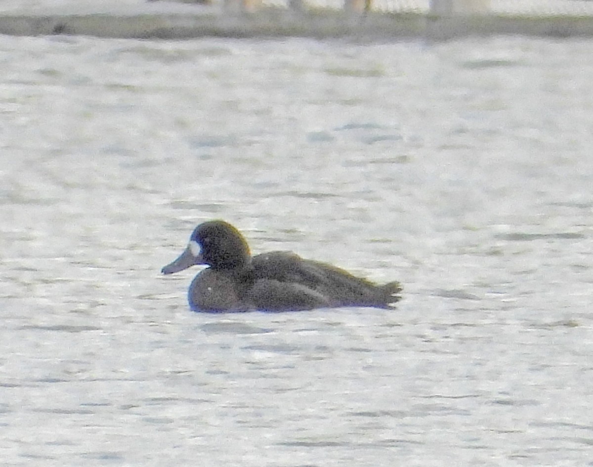 Greater Scaup - ML611549753