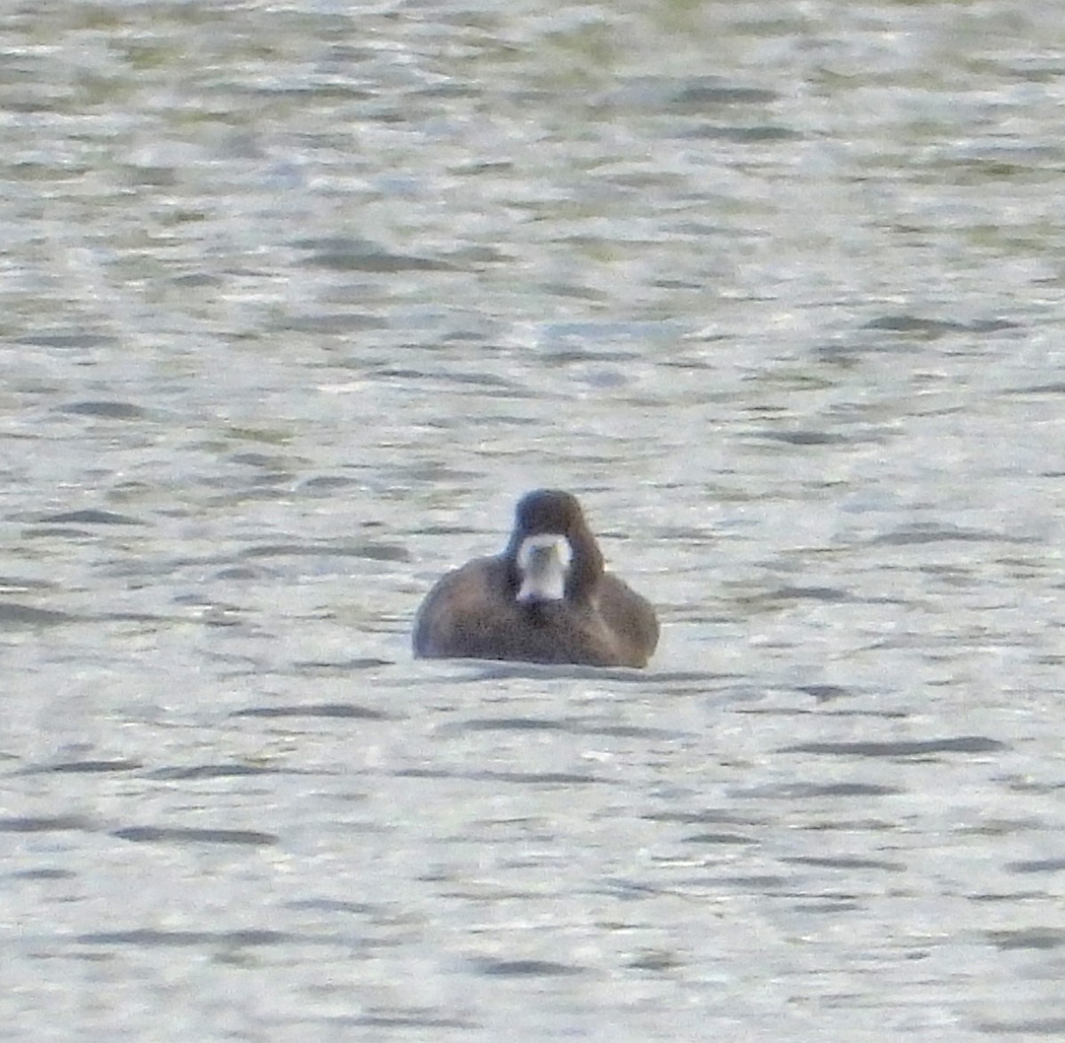Greater Scaup - ML611549802